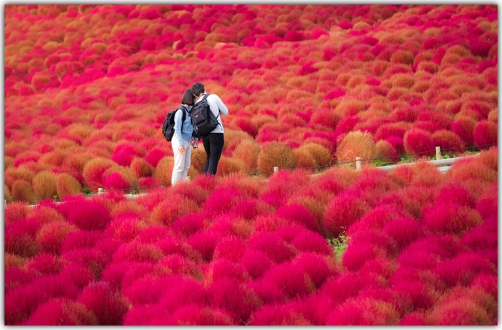 Nearly 5 Million Blue Flowers Bloom Across Japanese Field, Resembling A Fairy Tale