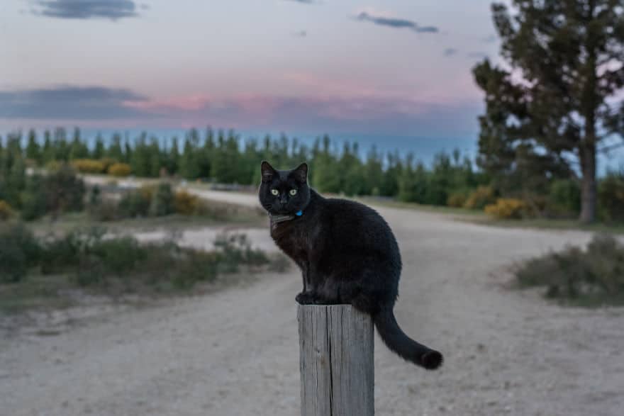 Guy Quits Job and Sells Everything He Owns Just to Travel With His Cat