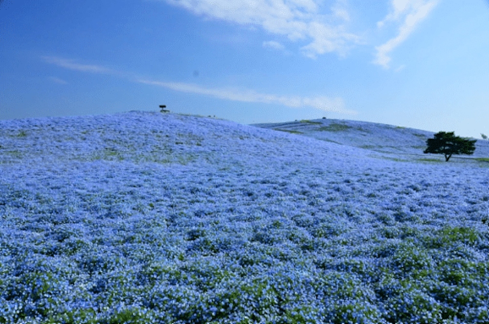 Nearly 5 Million Blue Flowers Bloom Across Japanese Field, Resembling A Fairy Tale