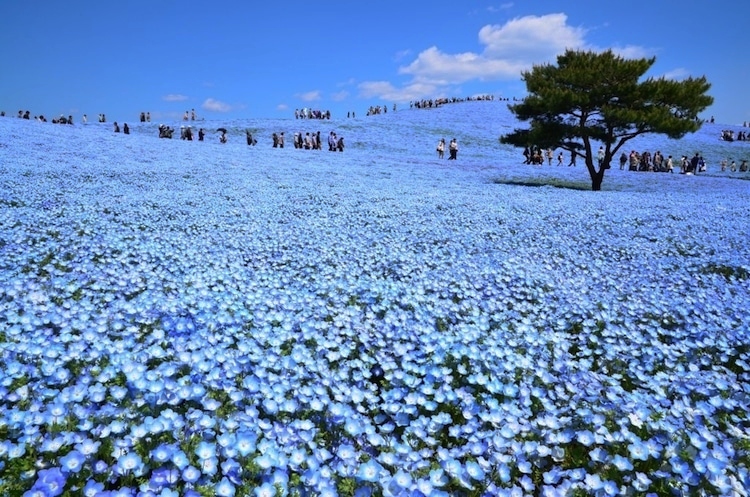 Nearly 5 Million Blue Flowers Bloom Across Japanese Field, Resembling A Fairy Tale