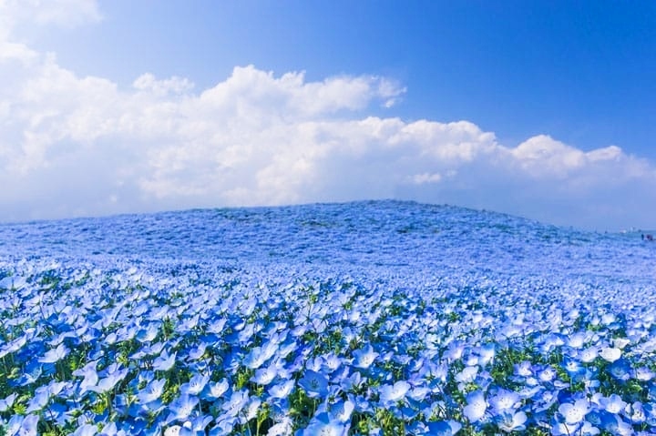 Nearly 5 Million Blue Flowers Bloom Across Japanese Field, Resembling A Fairy Tale