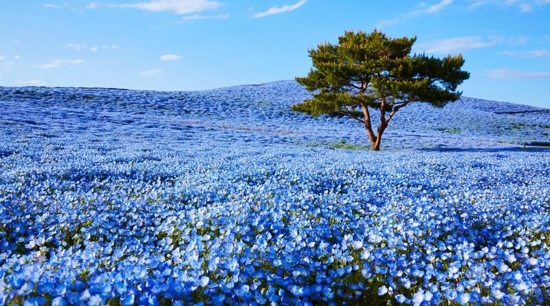 Nearly 5 Million Blue Flowers Bloom Across Japanese Field, Resembling A Fairy Tale