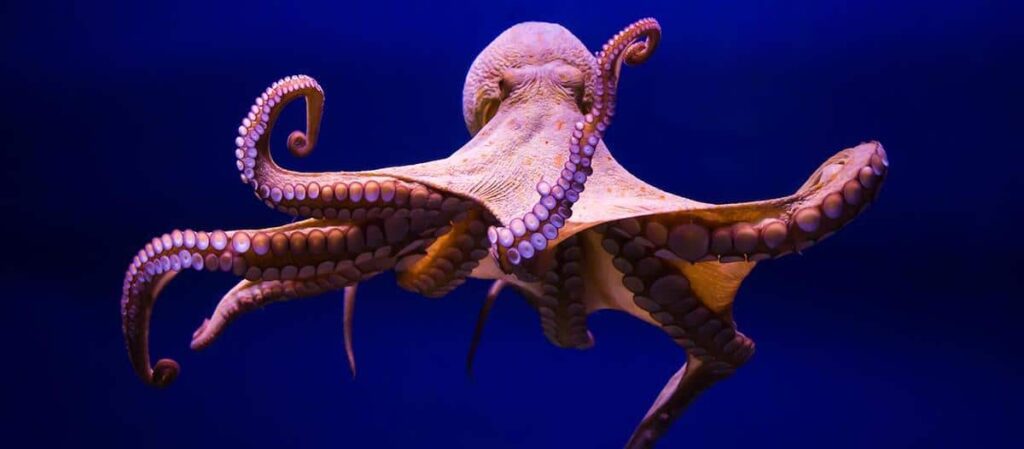 Did You Know Octopus DNA Is Not Of This World?