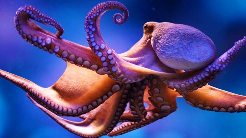 Did You Know Octopus DNA Is Not Of This World?