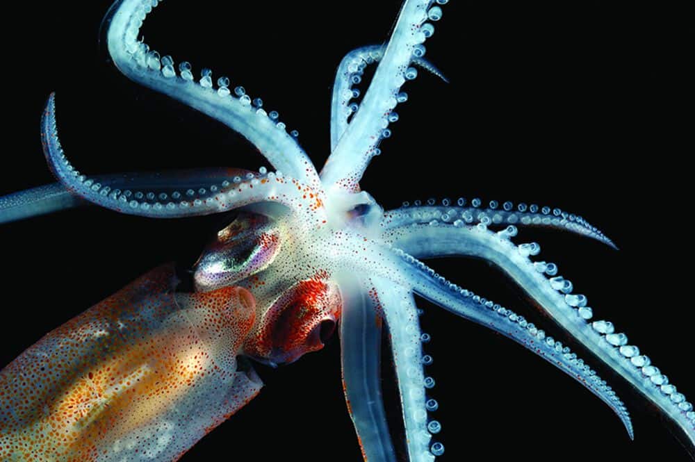 Did You Know Octopus DNA Is Not Of This World?