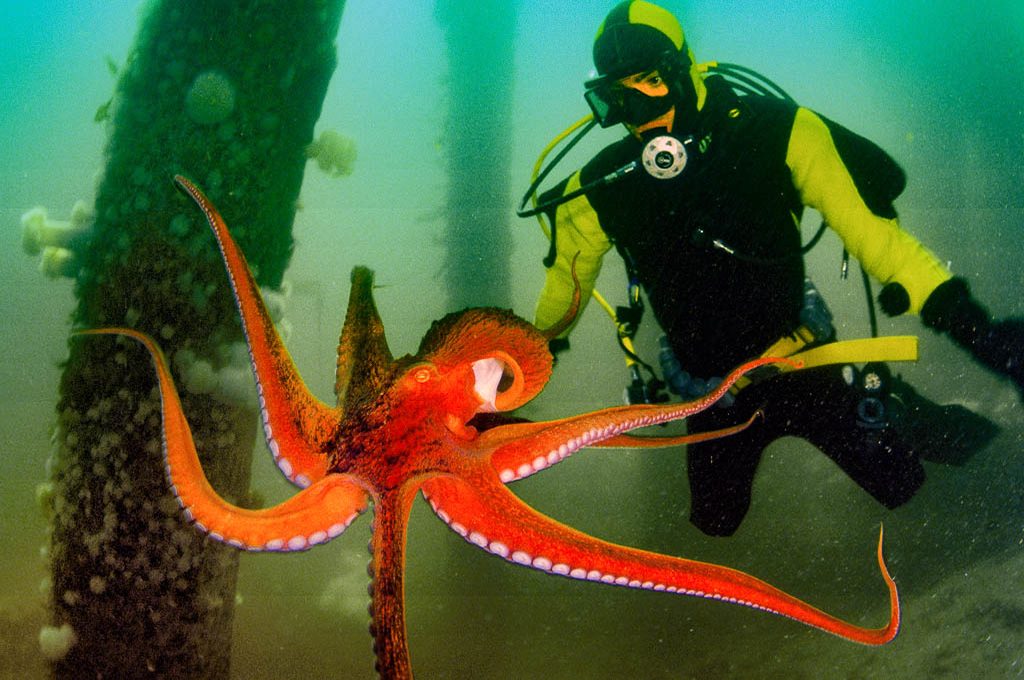 Did You Know Octopus DNA Is Not Of This World?