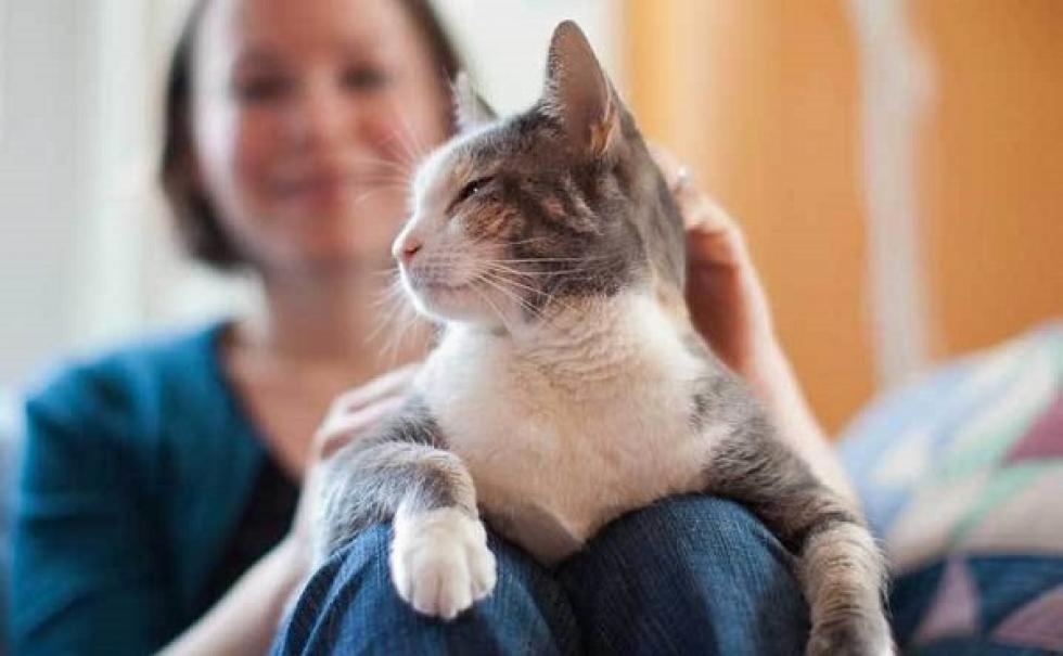 The Healing Powers Of Cats: Your Furry Friend Can Boost Your Health