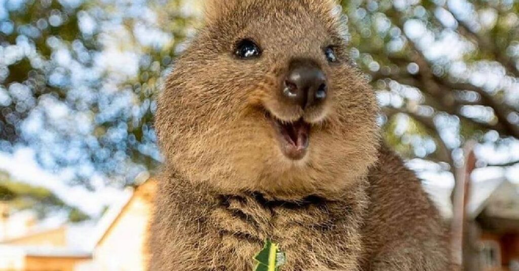 Quokka – The Happiest Animal On Earth, With Photo Evidence