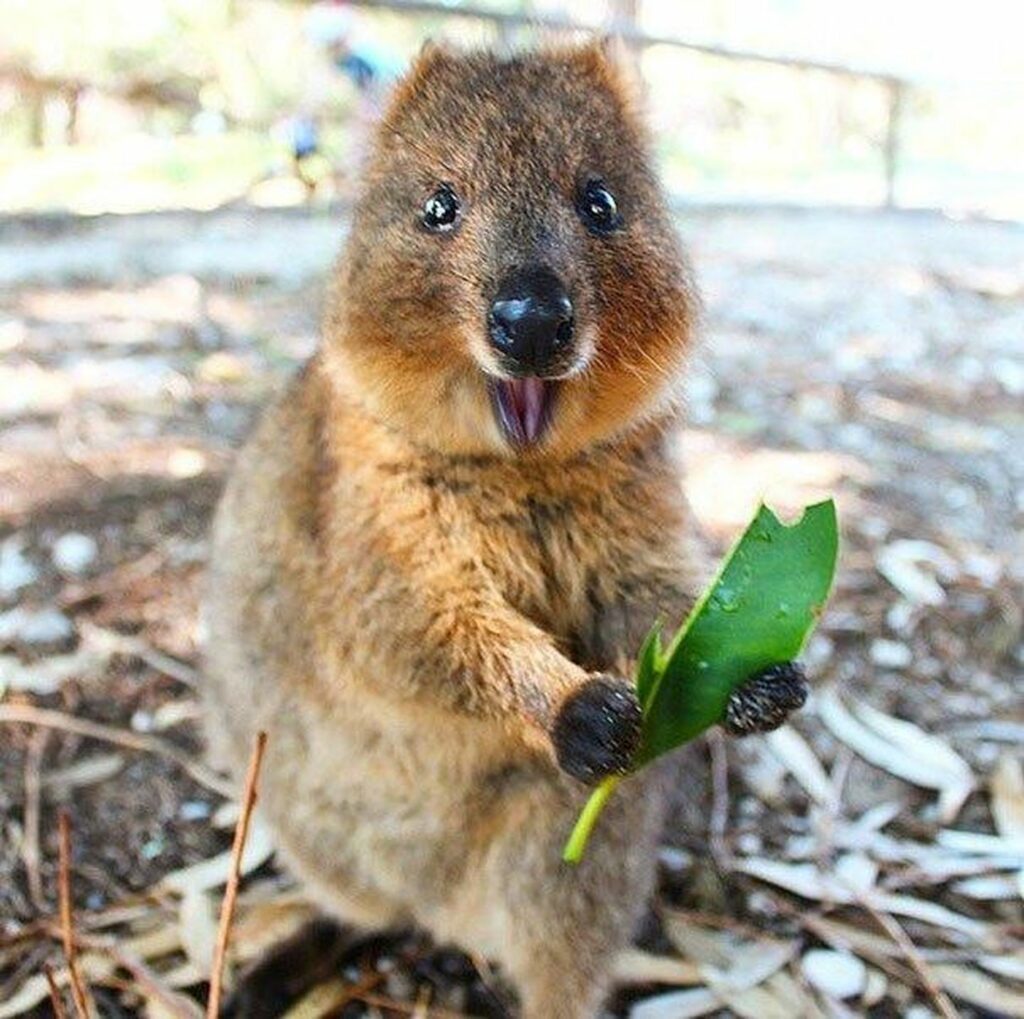 Quokka – The Happiest Animal On Earth, With Photo Evidence