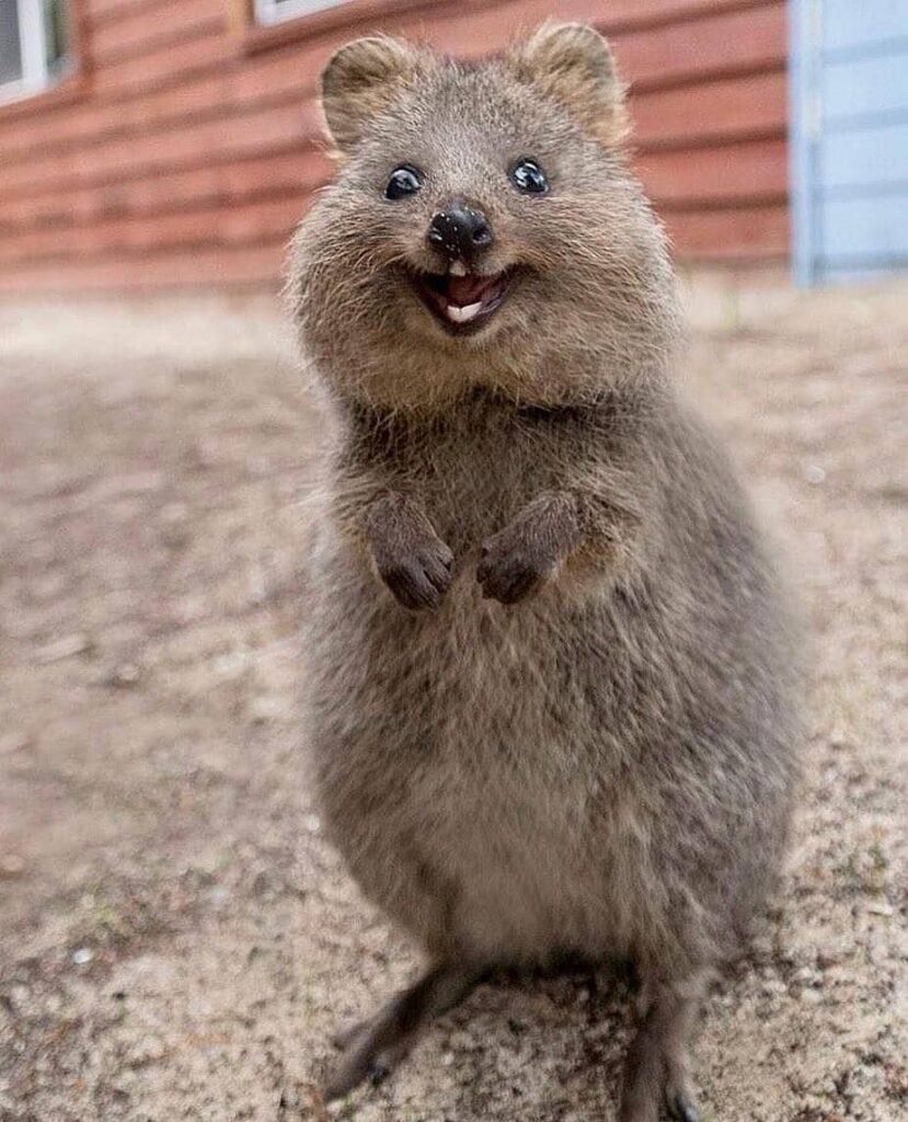 Quokka – The Happiest Animal On Earth, With Photo Evidence