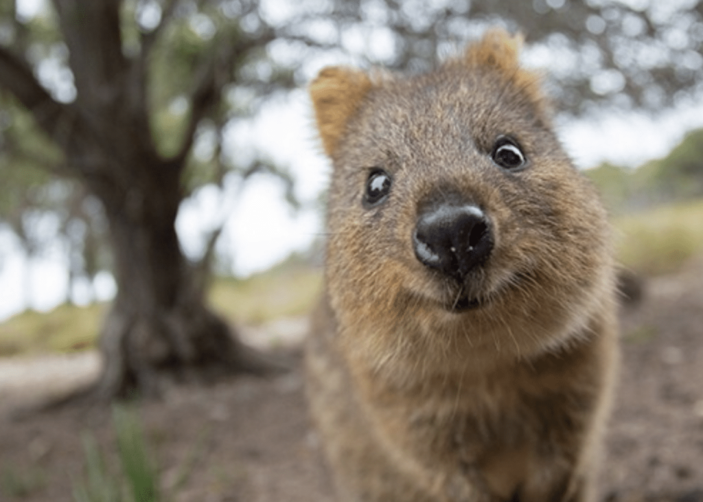 Quokka – The Happiest Animal On Earth, With Photo Evidence