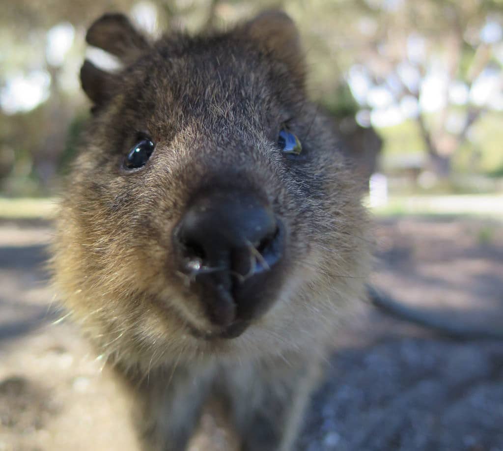 Quokka – The Happiest Animal On Earth, With Photo Evidence