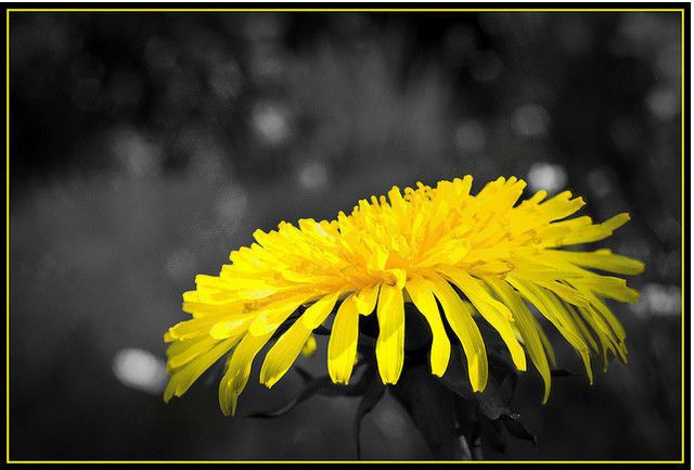 Yellow In Your Life – Color Psychology