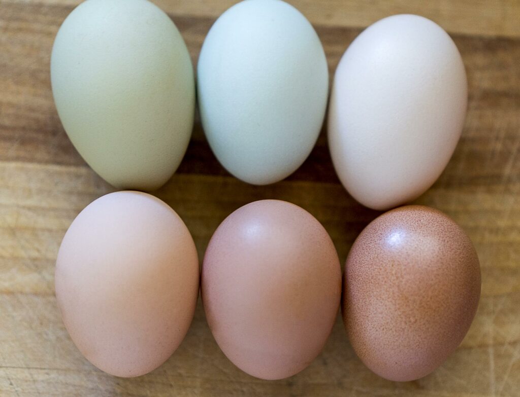 What's The Difference Between Brown And White Eggs?