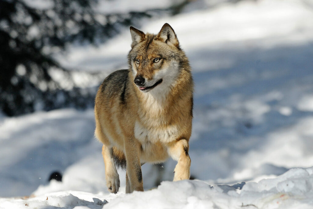 Native American Animal Signs