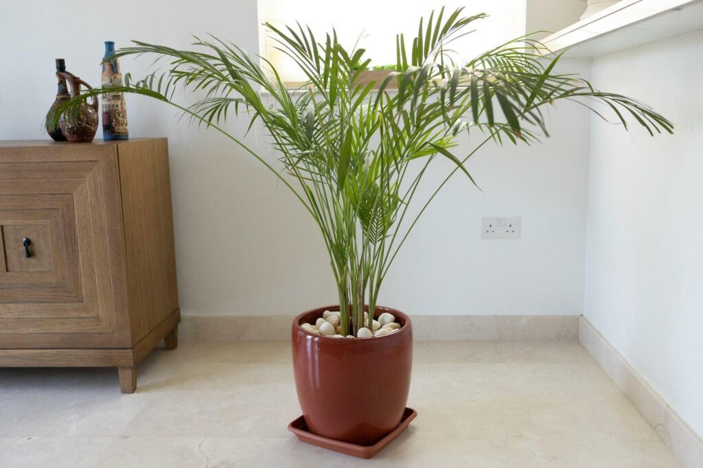 12 Of The Best Plants For Cleaner Indoor Air