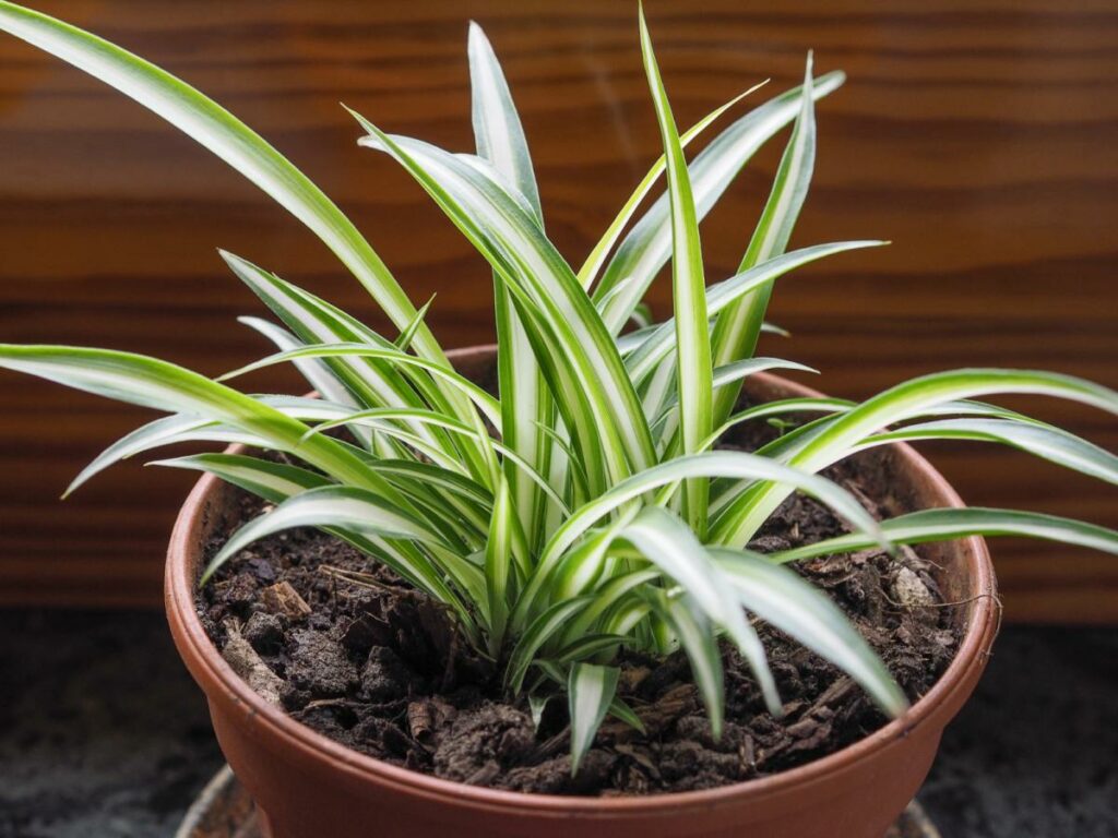 12 Of The Best Plants For Cleaner Indoor Air