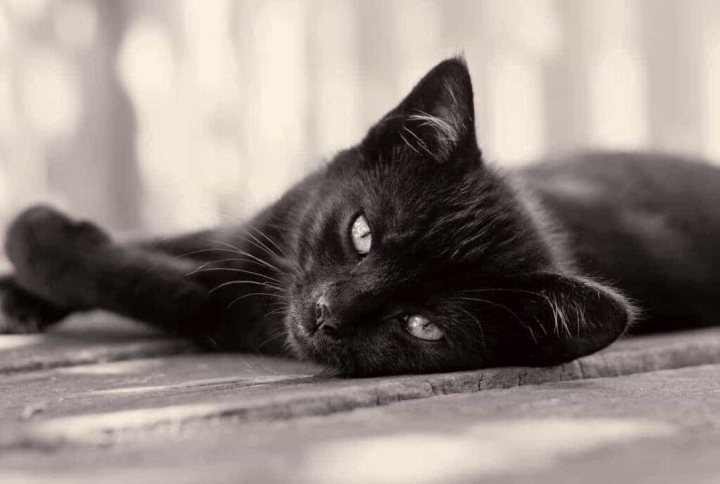 Why Are Black Cats Associated With Bad Luck?
