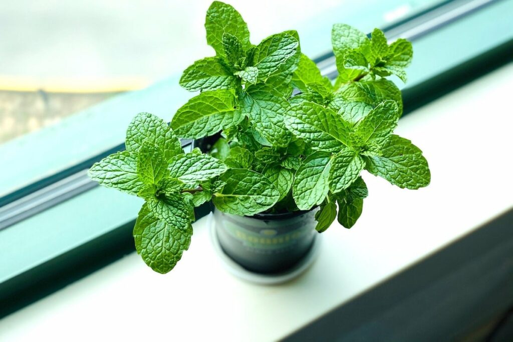 How To Grow Mint Indoors