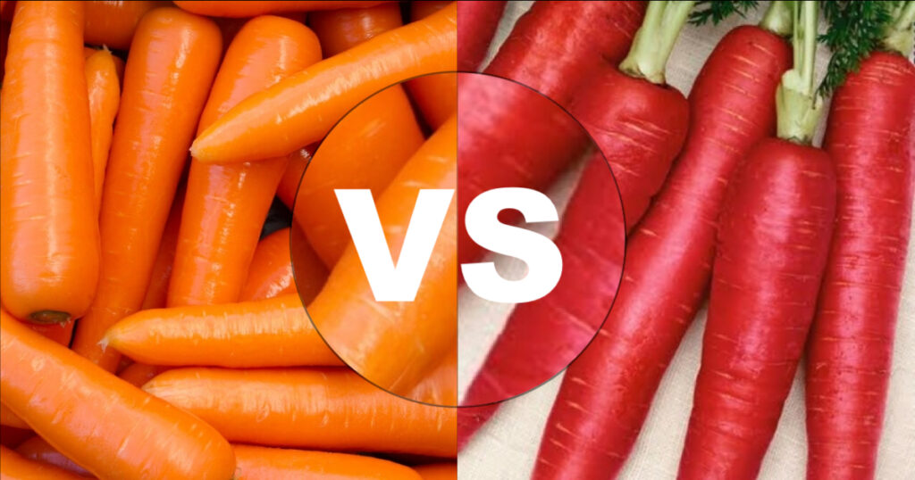 Red Carrot VS Orange Carrot – Which Is Better?