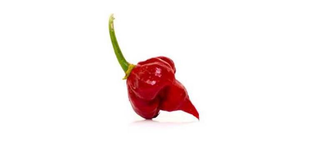 Top 10 World’s Hottest Peppers