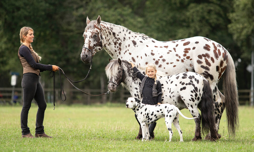 Adorable Trio Of Black Spotted Horse, Pony, And Dog