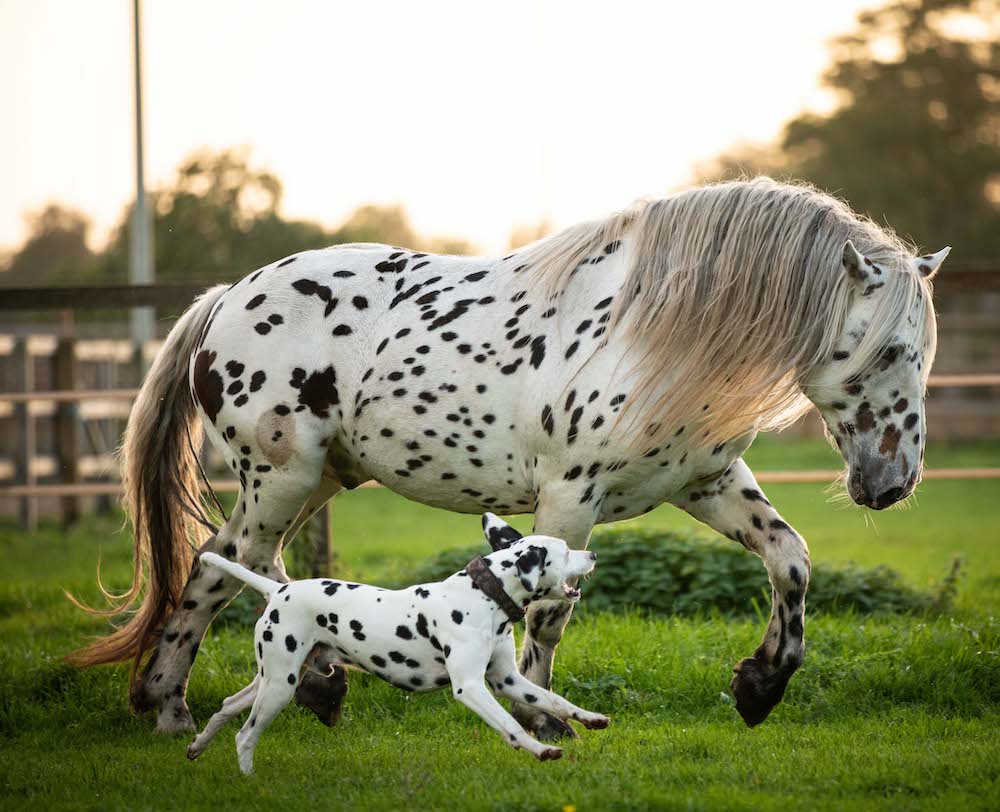 Adorable Trio Of Black Spotted Horse, Pony, And Dog