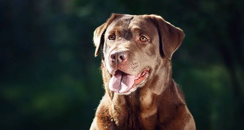 10 Of The Smartest Dog Breeds