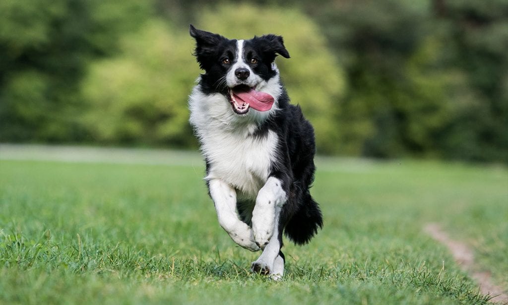 10 Of The Smartest Dog Breeds