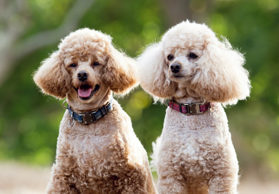 10 Of The Smartest Dog Breeds