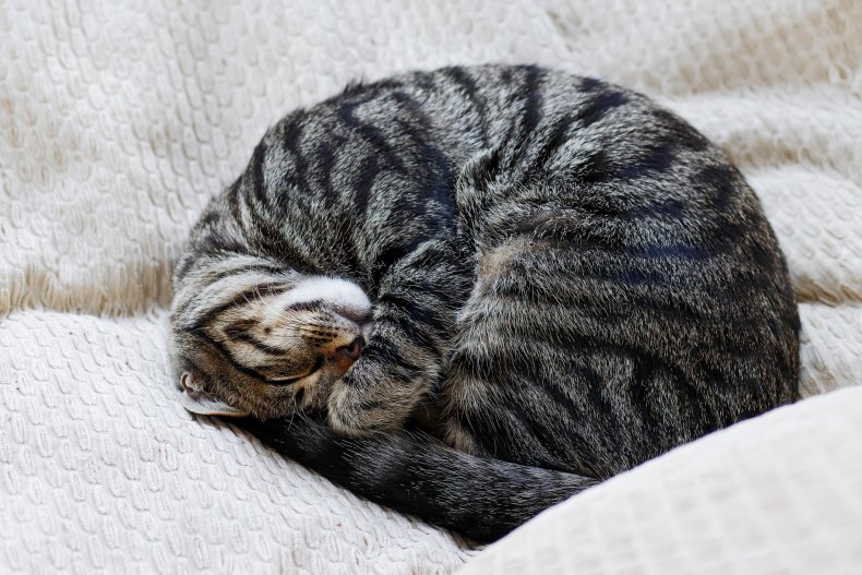 13 Common Cat Sleeping Positions & What They Mean