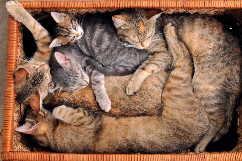 13 Common Cat Sleeping Positions & What They Mean