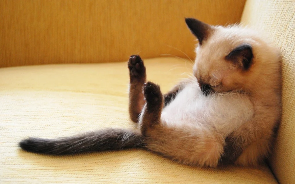 13 Common Cat Sleeping Positions & What They Mean