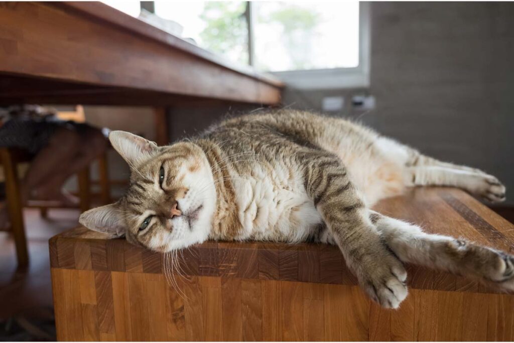 13 Common Cat Sleeping Positions & What They Mean