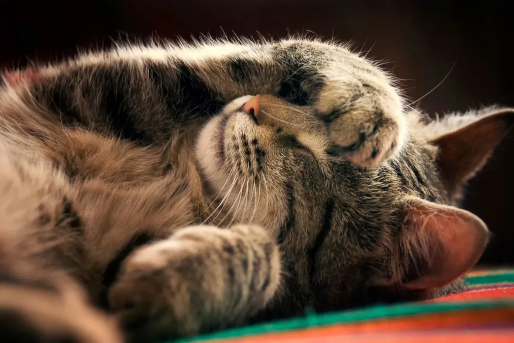 13 Common Cat Sleeping Positions & What They Mean