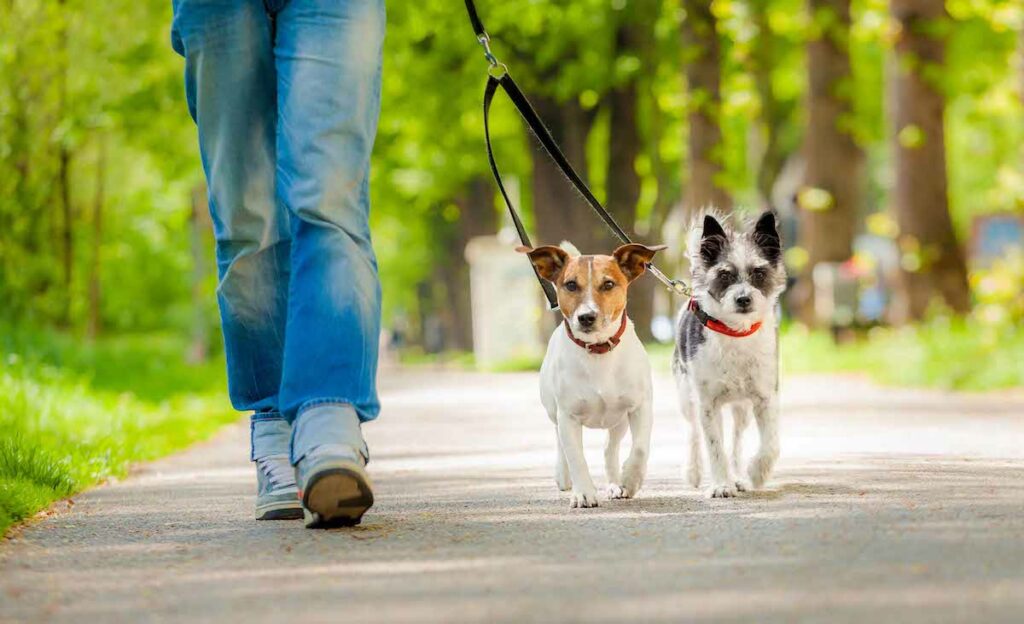 How To Choose The Right Dog Walker Or Pet Sitter