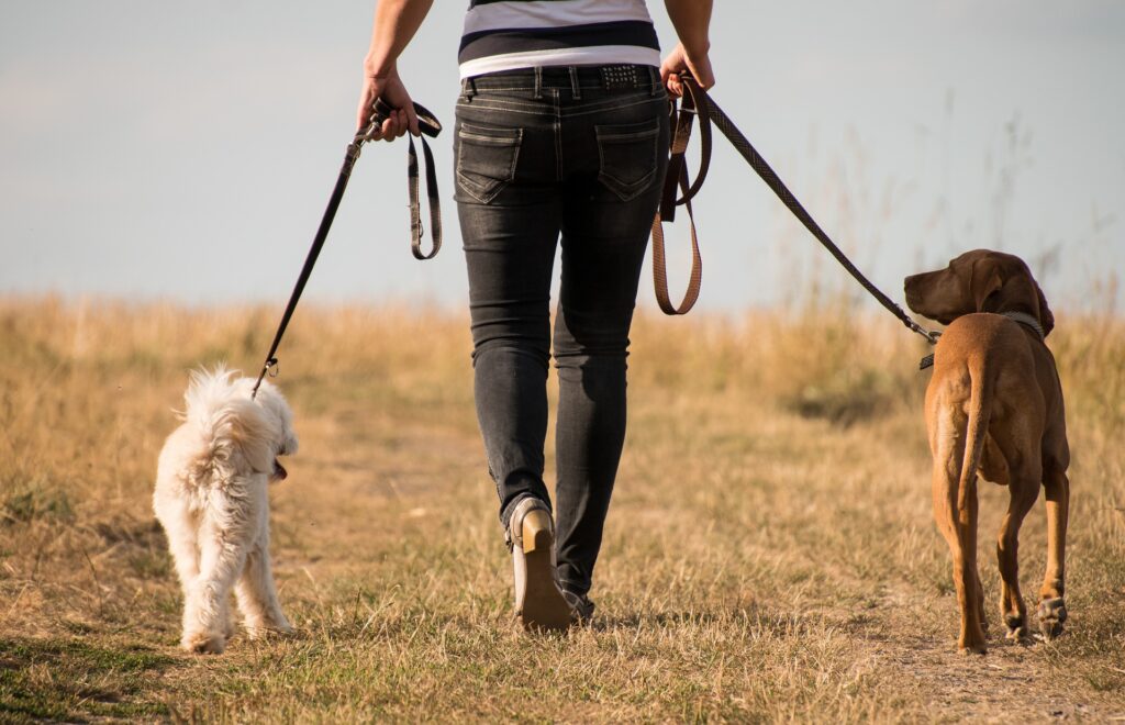 How To Choose The Right Dog Walker Or Pet Sitter