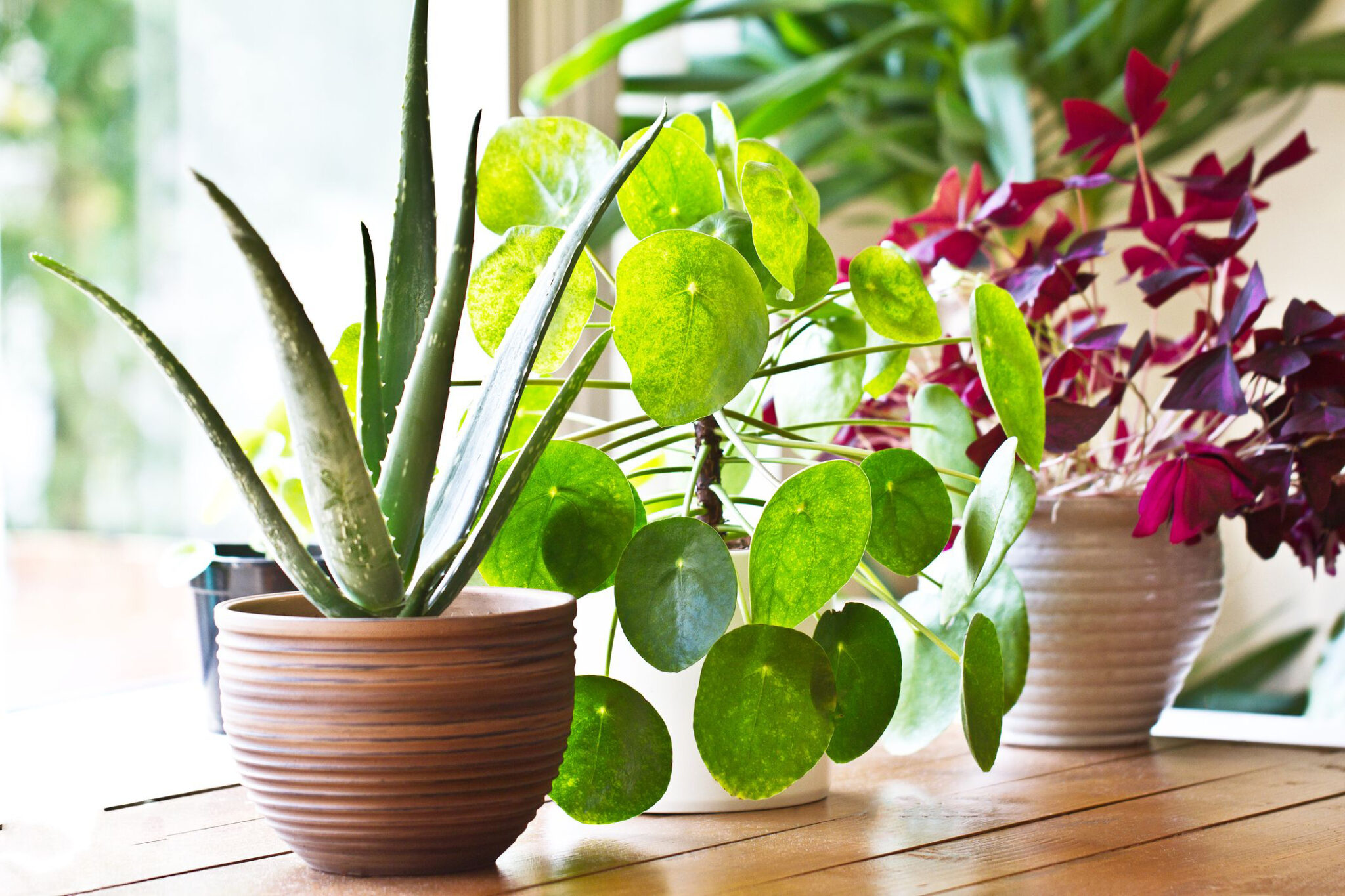 12 Of The Best Plants For Cleaner Indoor Air