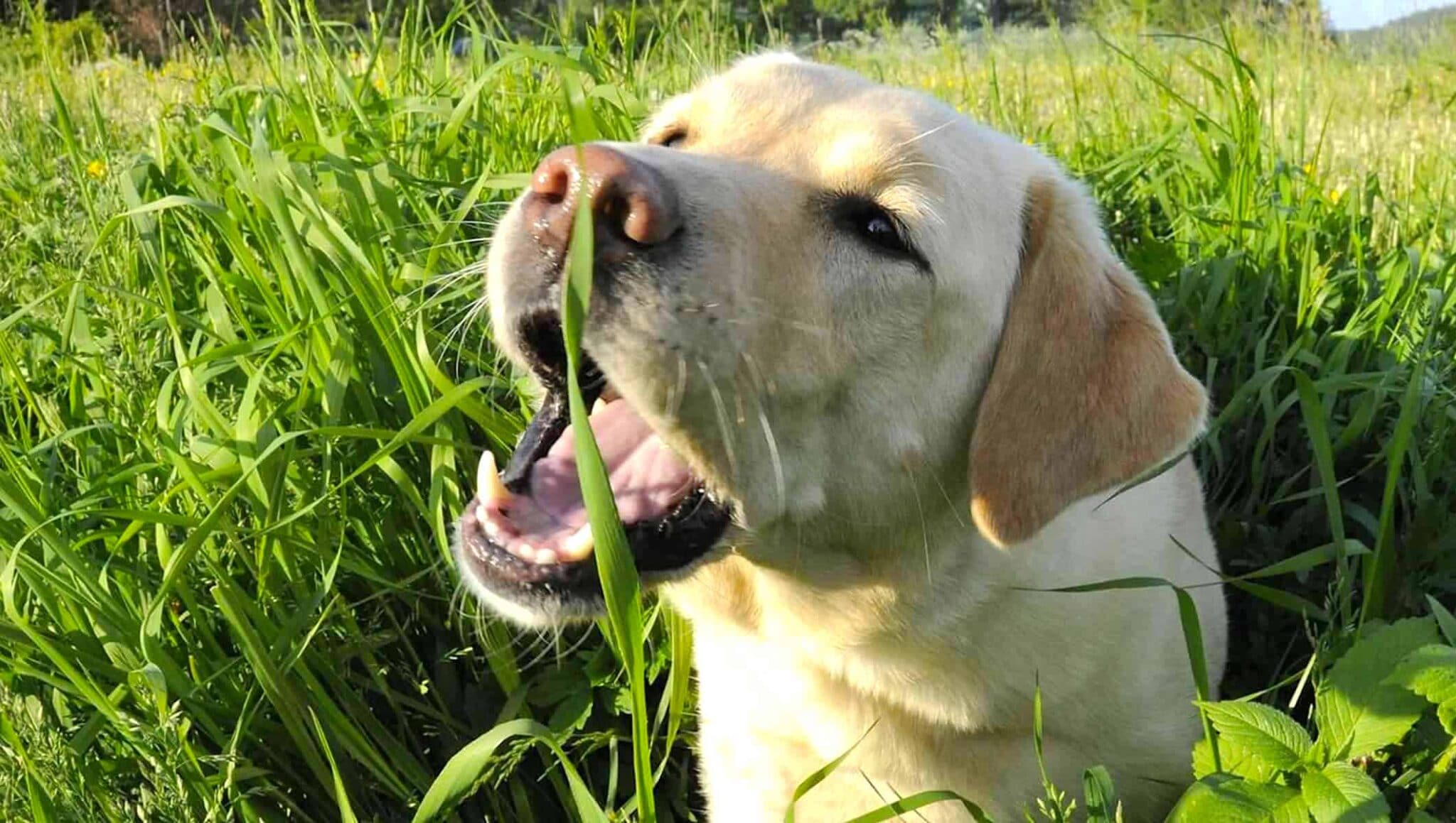 Why Do Dogs Eat Grass?