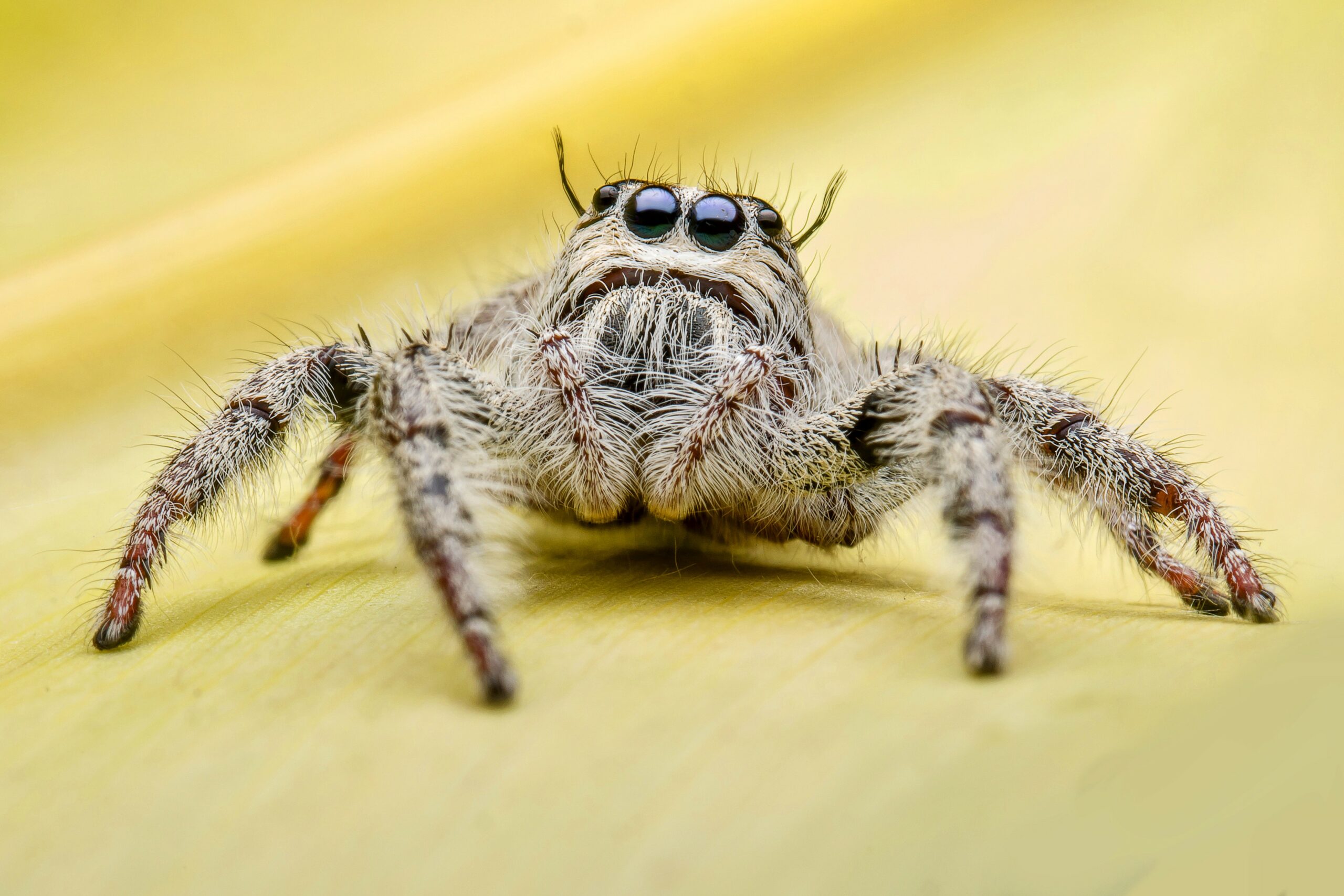 What is arachnophobia?